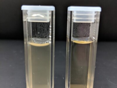 Clarification of wastewater using a tree coagulant protein expressed in bacteria. Left untreated and right treated wastewater.