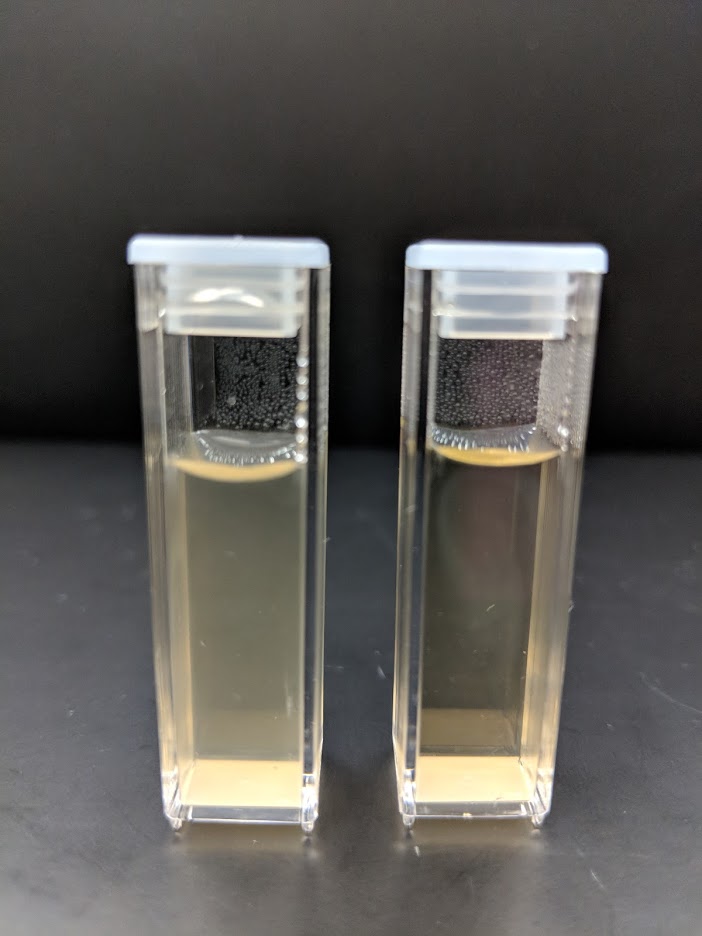 Clarification of wastewater using a tree coagulant protein expressed in bacteria. Untreated (left) and treated wastewater (right)